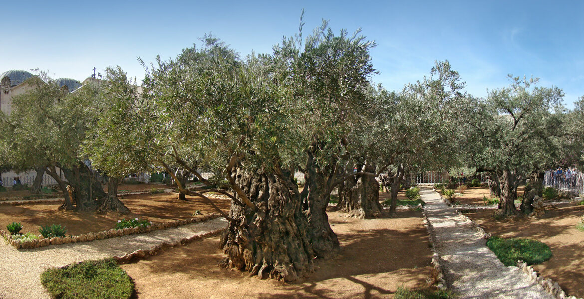 Garden of Gethsemane, Mount of Olives, Jerusalem. via WikiMedia